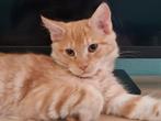 Maine coon kitten, Meerdere dieren