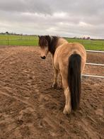 Ijslander stalling, Weidegang