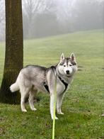 Prachtige Siberische husky Reu FCI ter dekking aangeboden, 6 jaar of ouder, Particulier, Rabiës (hondsdolheid), Reu