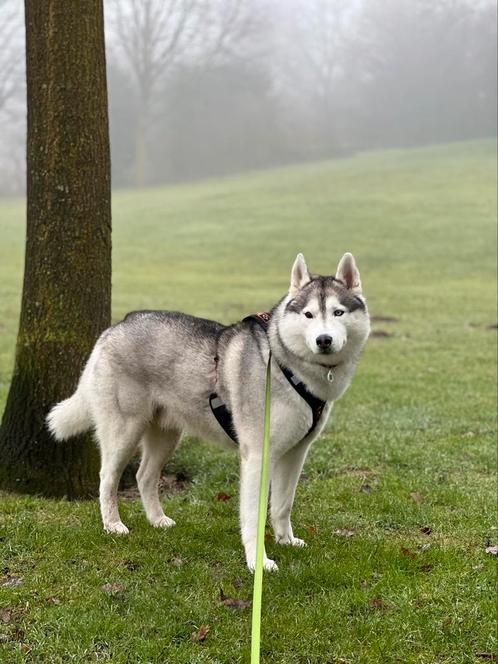 Prachtige Siberische husky Reu FCI ter dekking aangeboden, Dieren en Toebehoren, Honden | Dekreuen, Reu, Particulier, Eén hond
