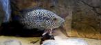 Jaguar cichlide, Dieren en Toebehoren, Vis, Zoetwatervis