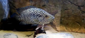 Jaguar cichlide beschikbaar voor biedingen