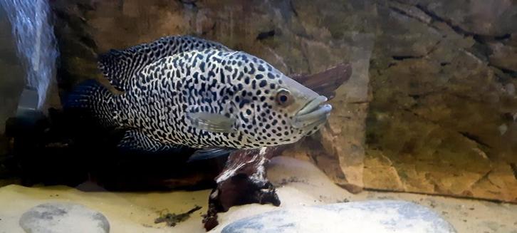 Jaguar cichlide, Dieren en Toebehoren, Vissen | Aquariumvissen, Zoetwatervis, Vis