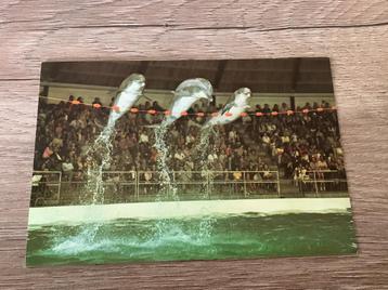 Oude ansichtkaart Dolfinarium Harderwijk Dolfijnen beschikbaar voor biedingen