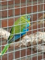 2 Turquoisineparkieten poppen pst € 15.00, Dieren en Toebehoren, Vogels | Parkieten en Papegaaien, Vrouwelijk, Parkiet