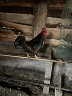 Barnevelder Haan Groot Ras, Dieren en Toebehoren, Pluimvee, Mannelijk, Kip