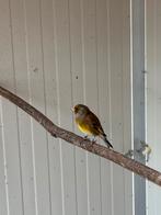 Bastaard man putter/ kanarie, Dieren en Toebehoren, Mannelijk, Wildzangvogel, Geringd