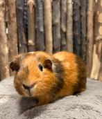 Cavia’s, cavia jonkies, December, Meerdere dieren, Cavia