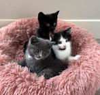 3 lieve kittens te koop - vrouwtje/mannetje, Dieren en Toebehoren, Katten en Kittens | Overige Katten, Meerdere dieren, Kortharig