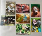 Ansichtkaarten Dieren: Apen, Vogels, en Meer!, Ophalen of Verzenden, 1980 tot heden, Ongelopen, Vogel