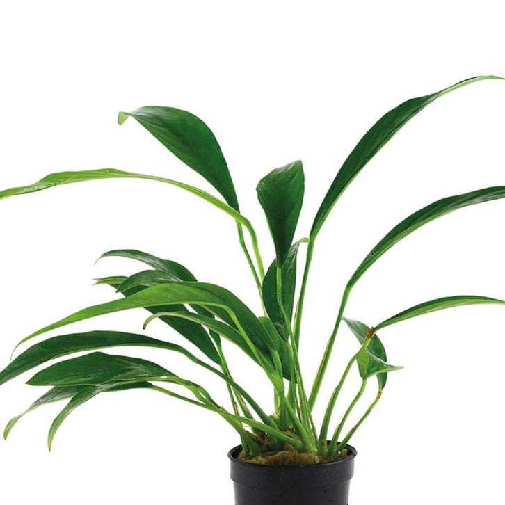 Anubias Minima - Aquariumplant 15cm, Tuin en Terras, Planten | Tuinplanten, Vaste plant, Vijverplanten, Halfschaduw, Bloeit niet