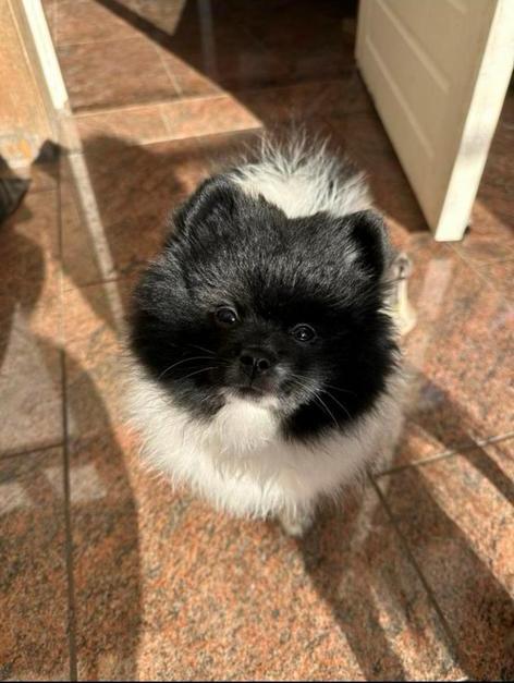 Prachtige bearface pomeriaan/dwergkees teefje, Dieren en Toebehoren, Honden | Poolhonden, Keeshonden en Oertypen, Teef, Keeshond