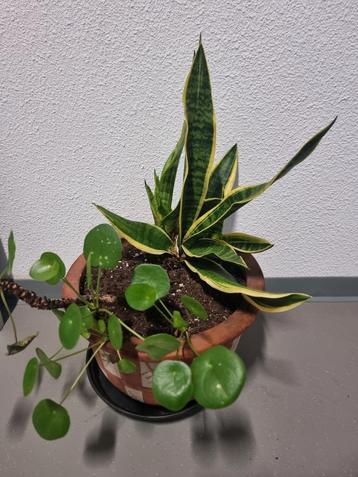 Sansevieria & Pilea in Terracotta Pot beschikbaar voor biedingen
