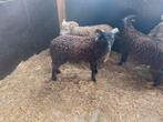 Stamboek quessant rammetjes te koop, Dieren en Toebehoren, Mannelijk, Schaap, 0 tot 2 jaar