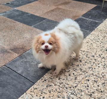 Super lief Keeshond teefje beschikbaar voor biedingen