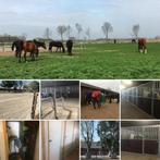 Pensionstalling aangeboden, Dieren en Toebehoren, Stalling en Weidegang, Weidegang, 4 paarden of pony's of meer