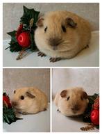 Knap crème california choco zeugje, Dieren en Toebehoren, Knaagdieren, Oktober, Vrouwelijk, Cavia