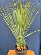 Yucca rostrata p24 (2), Tuin en Terras, Planten | Tuinplanten, Ophalen of Verzenden, Overige soorten, Volle zon