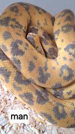 Corallus hortulanus nk 2020, Dieren en Toebehoren, Reptielen en Amfibieën, Slang, 3 tot 6 jaar