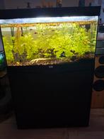 Aquarium, Dieren en Toebehoren, Vissen | Aquaria en Toebehoren, Ophalen, Zo goed als nieuw, Gevuld zoetwateraquarium