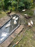 Eenden kwakkertjes, Dieren en Toebehoren, Pluimvee, Meerdere dieren, Eend