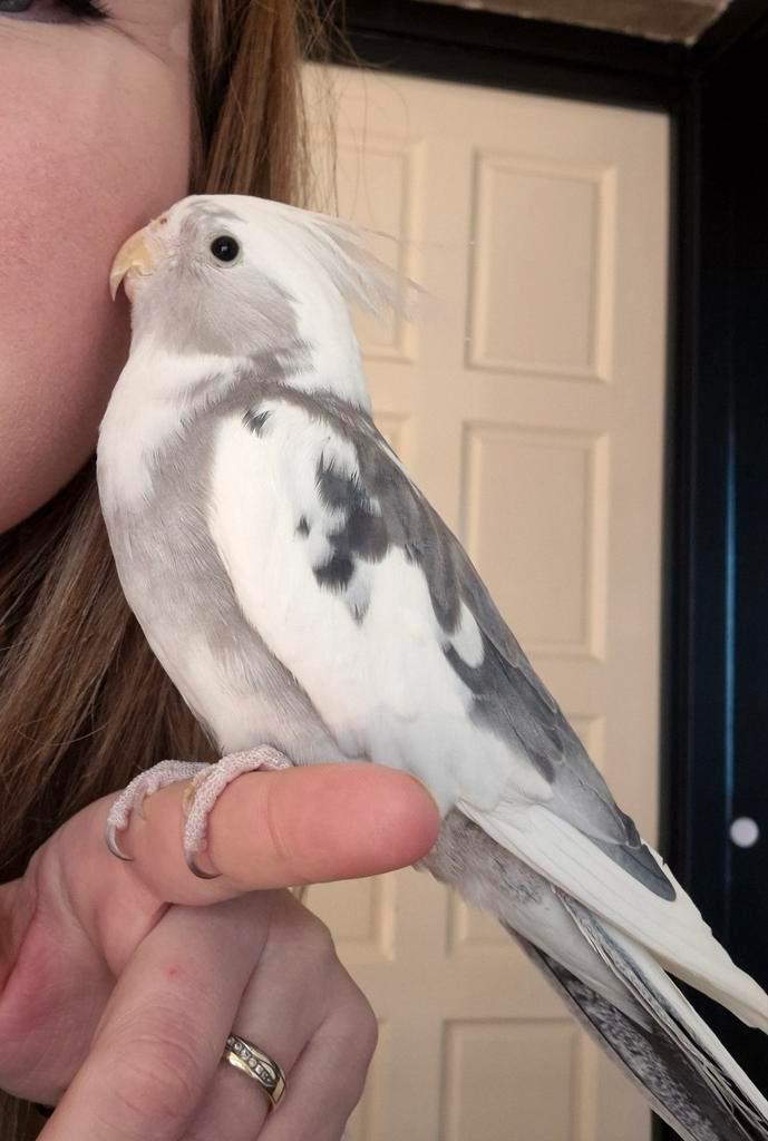 Leuke valkparkiet, Dieren en Toebehoren, Vogels | Parkieten en Papegaaien, Parkiet, Geslacht onbekend, Tam