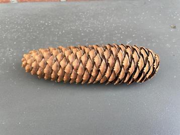 Lange dennenappels - natuurlijke aanmaakblokjes beschikbaar voor biedingen