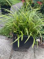 Groenblijvende zegge, volle plant, Tuin en Terras, Planten | Tuinplanten, Ophalen
