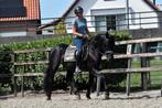 UNIEK! # Super stoere en brave fijn te rijden murgese ruin #, Dieren en Toebehoren, Paarden, B, Ruin, 3 tot 6 jaar, 160 tot 165 cm