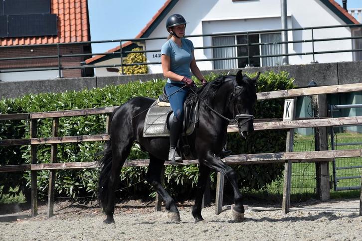 UNIEK! # Super stoere en brave fijn te rijden murgese ruin #, Dieren en Toebehoren, Paarden, Ruin, B, 160 tot 165 cm, 3 tot 6 jaar