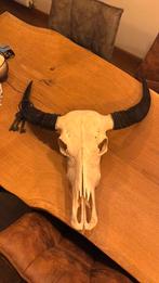 Gave buffelkop, Verzamelen, Dierenverzamelingen, Ophalen of Verzenden, Zo goed als nieuw, Hert, Gewei of Kop