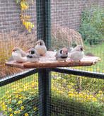 Koppel Jonge zwartwang zebravinken., Dieren en Toebehoren, Vogels | Overige Vogels, Meerdere dieren