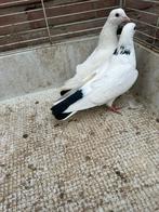 hoge vliegen Duiven, Dieren en Toebehoren, Vogels | Duiven, Meerdere dieren
