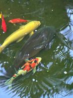 Koi karpers, Dieren en Toebehoren, Karper of Koi