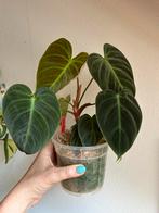 Philodendron el choco red, Ophalen of Verzenden, Overige soorten, Minder dan 100 cm