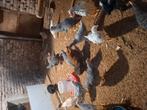 Hanen te koop., Dieren en Toebehoren, Vogels | Overige Vogels, Mannelijk