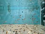 Neon Tetra, Paracheirodon innesi, Vis, Zoetwatervis