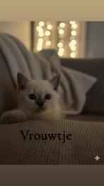 Super Lieve & Gezonde Britse Korthaar Kittens, Dieren en Toebehoren, Katten en Kittens | Raskatten | Korthaar, Meerdere dieren