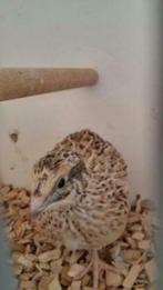 Japanse Kwartel, lees de advertentie, Dieren en Toebehoren, Vogels | Overige Vogels, Meerdere dieren, Tam