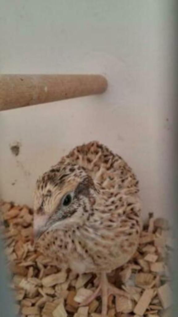 Japanse Kwartel, lees de advertentie, Dieren en Toebehoren, Vogels | Overige Vogels, Meerdere dieren, Tam