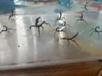 Flappentakken, Dieren en Toebehoren, Insecten en Spinnen
