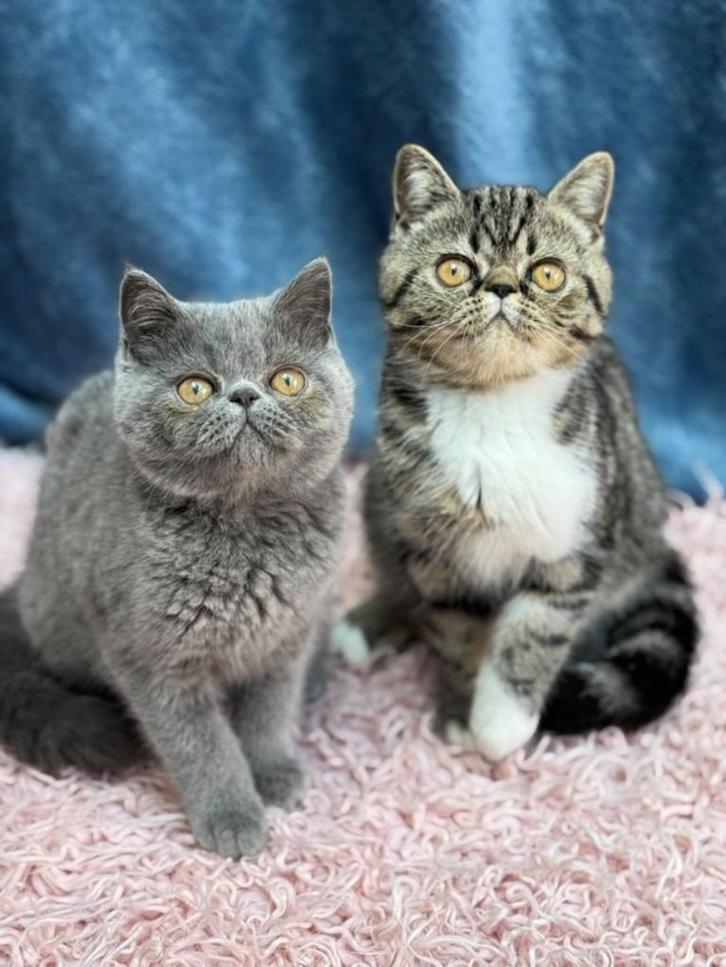 Exotic korthaar, Dieren en Toebehoren, Katten en Kittens | Raskatten | Korthaar, Meerdere dieren, 0 tot 2 jaar, Met stamboom, Gechipt