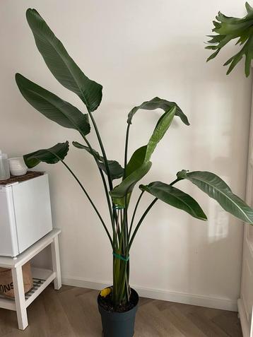 Bird of Paradise (Strelitzia nicolai) – 180 cm  beschikbaar voor biedingen