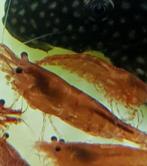 Hobbyaquarium vuurgarnalen  / mooi op kleur, Kreeft, Krab of Garnaal, Zoetwatervis, Schoolvis