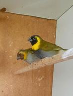 Koppel cubavinken, Dieren en Toebehoren, Vogels | Overige Vogels, Meerdere dieren, Tropenvogel
