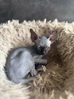 Sphynx kittens, Dieren en Toebehoren, Meerdere dieren, Ontwormd, 0 tot 2 jaar
