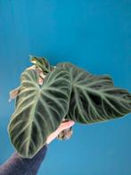 Philodendron Verrucosum, Huis en Inrichting, Kamerplanten, Ophalen of Verzenden, Overige soorten, Minder dan 100 cm