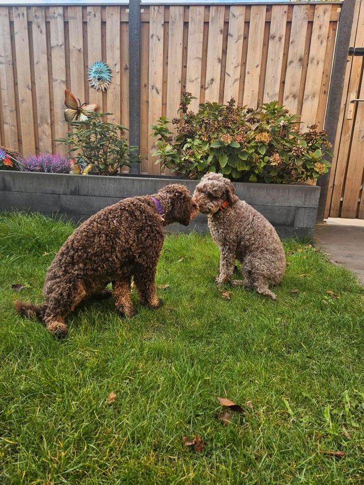 Ervaren hondenoppas  +15 jaar, Dieren en Toebehoren, Honden-accessoires, Ophalen