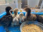 cochin kuikens, Meerdere dieren, Kip