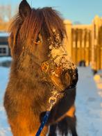 Grote knappe 2 jarige shet, Dieren en Toebehoren, Pony's, Hengst, Met stamboom